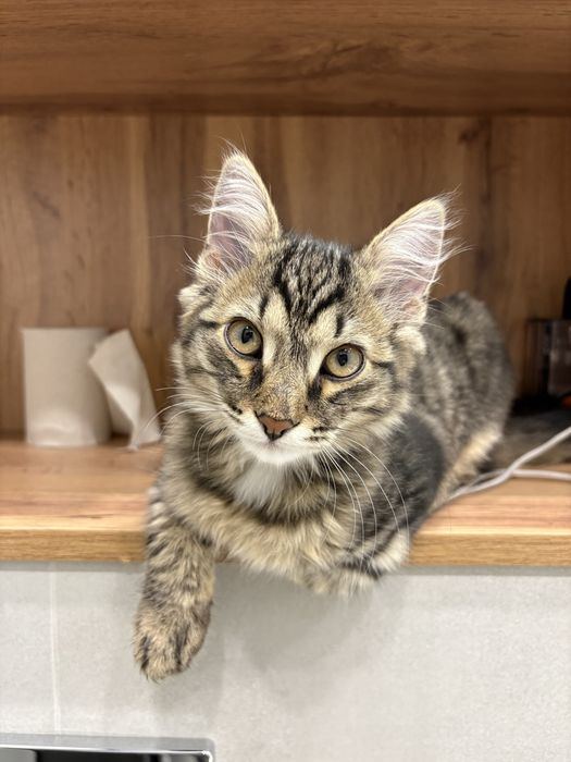 Котенок 4 месяца,мальчик