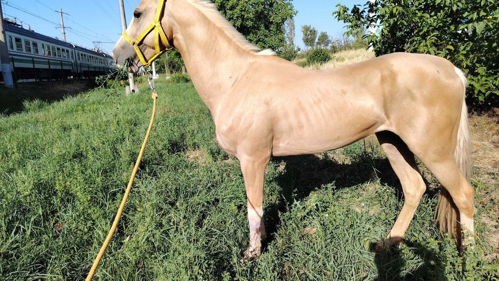 Otlar sotiladi Принц, Газир, Гелди Батыр, Пакистан Едгор Той Карнелиус