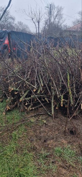 Tocator cregi/vegetatie