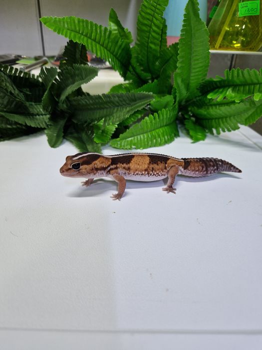 Гекконы от 10 тысяч