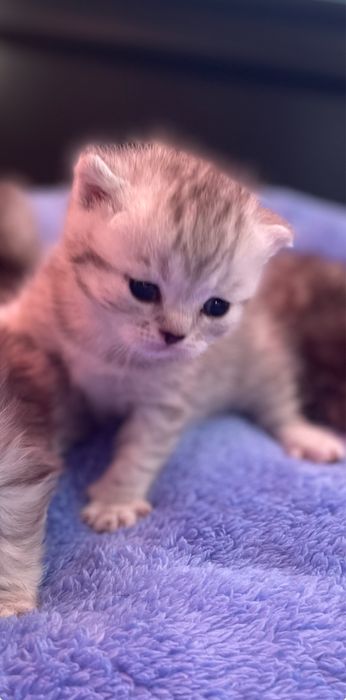 Baietel Scottish Foold silver tabby