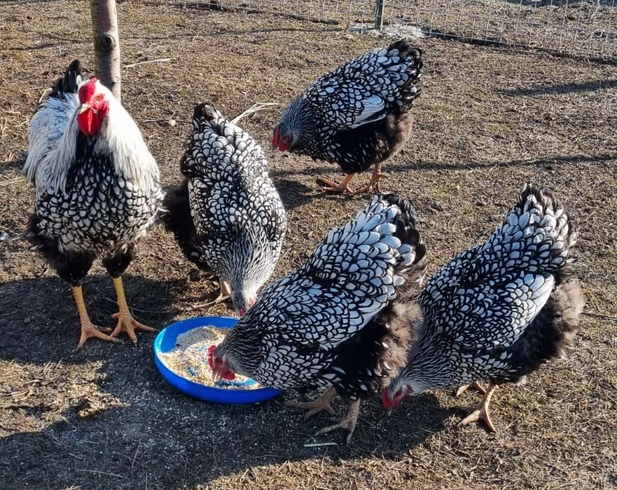 Oua pentru incubat  wyadotte,new hampshire,pita pinta,araucana, amerau