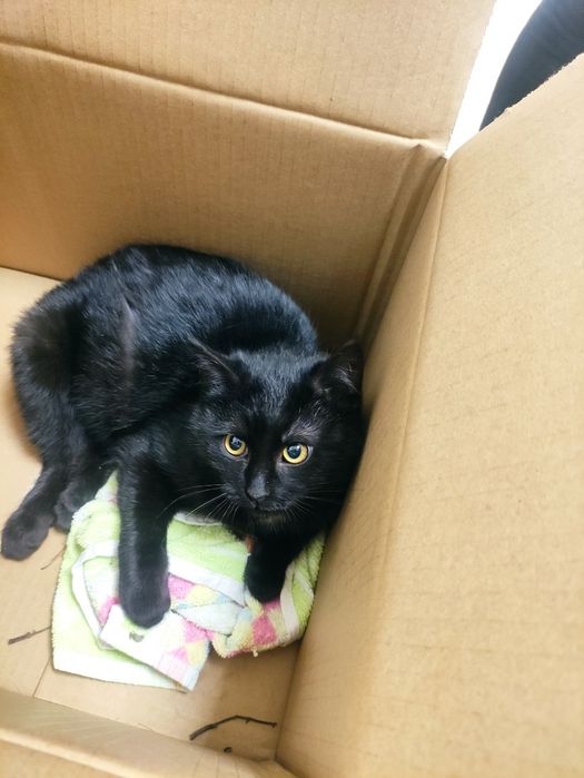 Căutăm Foster pentru un luptător mic .Pisic salvat de pe strada