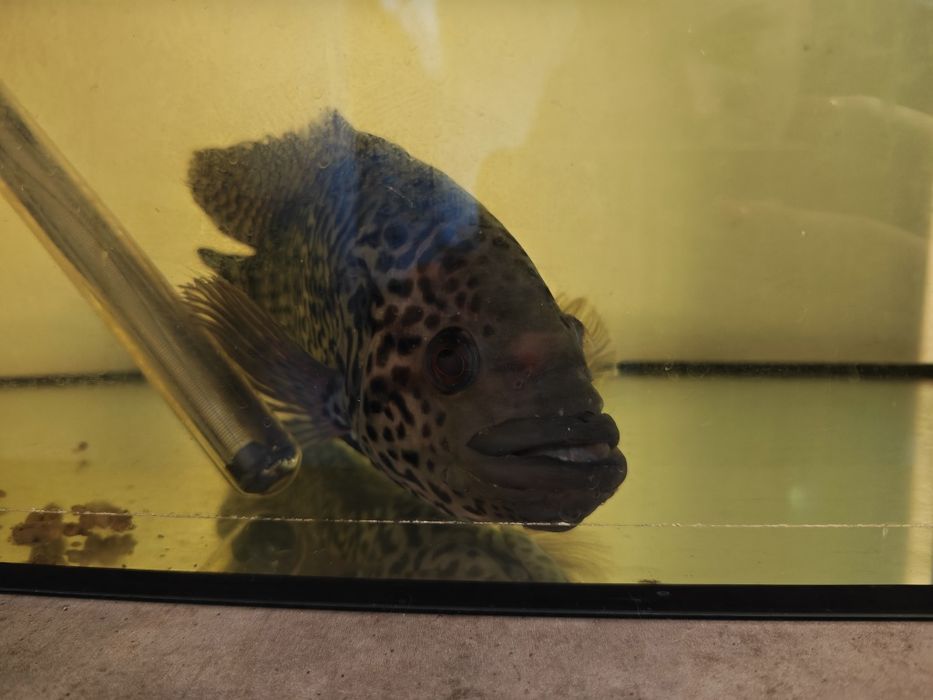 Ciclida americană - jaguar