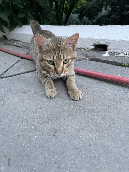 отдам кота в добрые руки