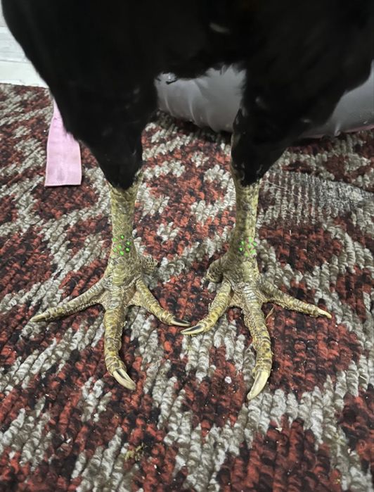 Дакан ветнамка на продажу