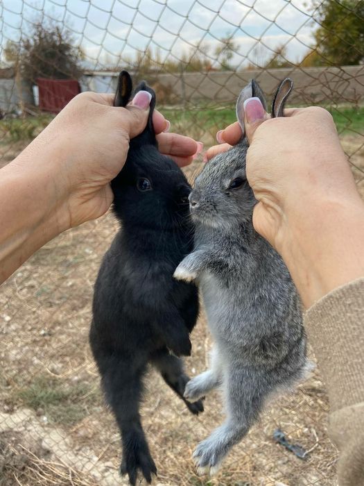 Домашний куёв болалари