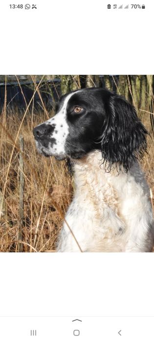 Вязка ..  русский спаниель