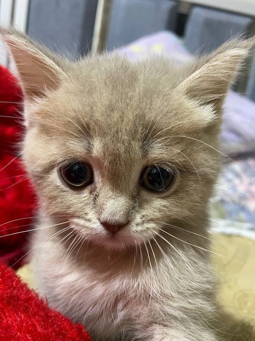 Scottish straight bir yarim oylik