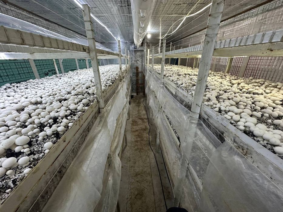 Qoʻziqorin sotish va yetishtirish