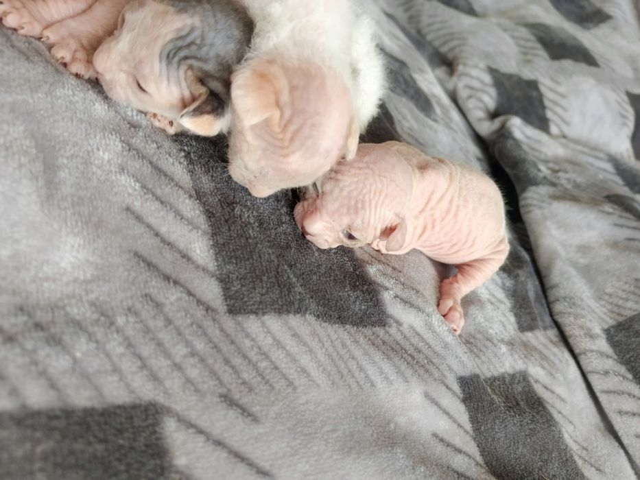 Открыто бронирование котят сфинксов