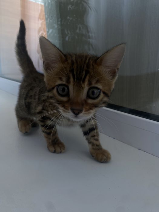 бенгальская кошка