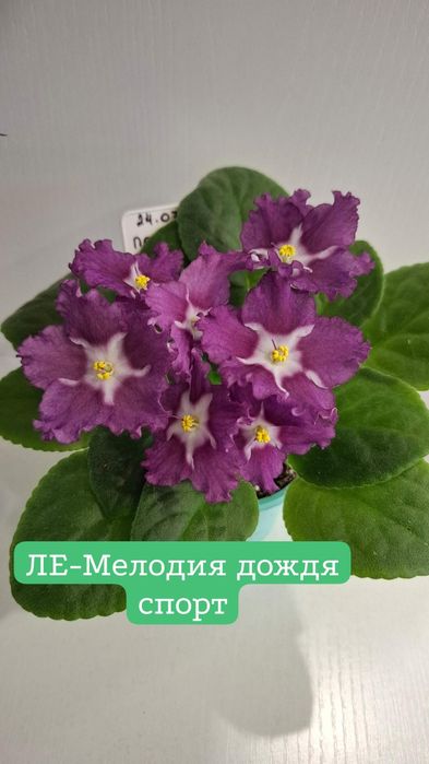 Продам сортовые, цветущие фиалки