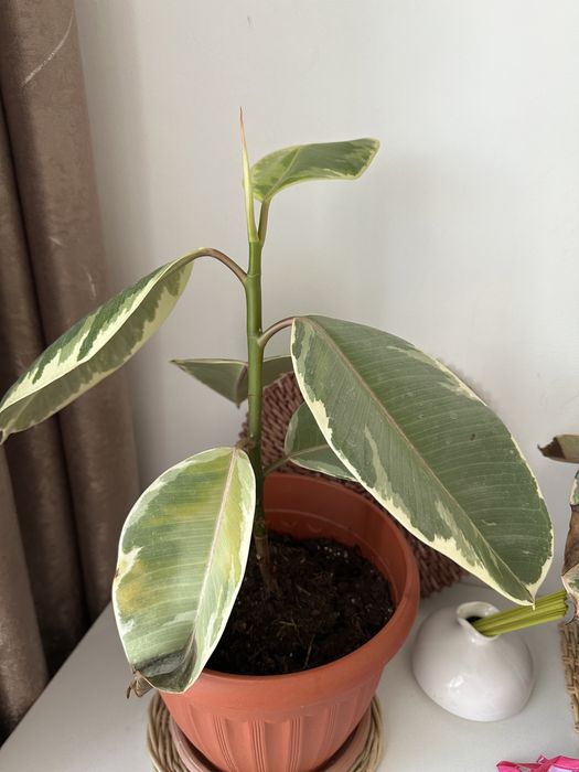 комнатные цветы