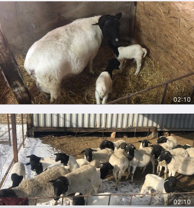 Чистокровные дорперы,  дорпер