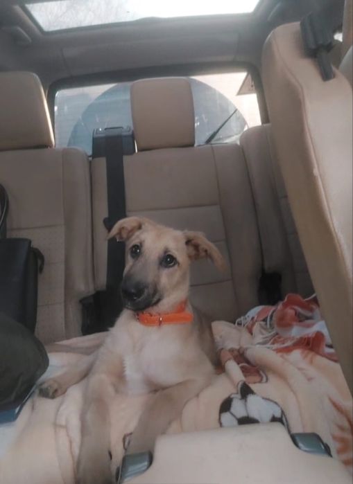 Щенок, три месяца, ищет дом