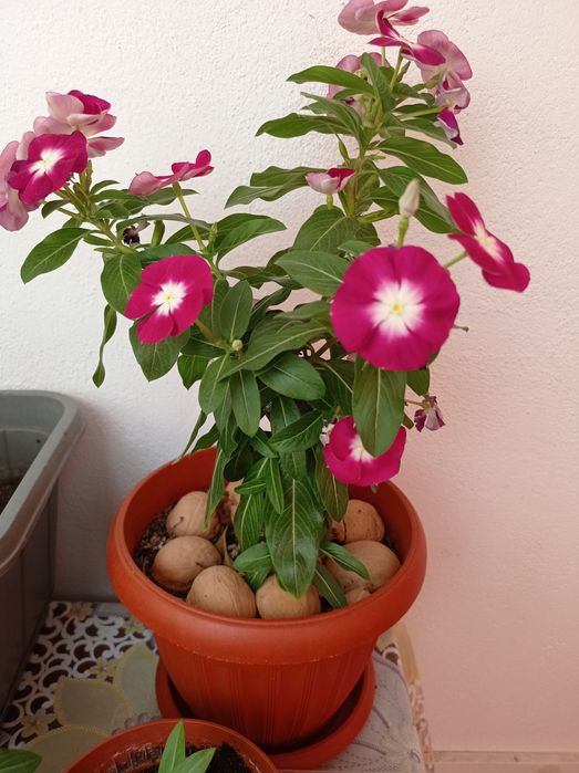 Продам комнатные цветы катарантус в рассаде