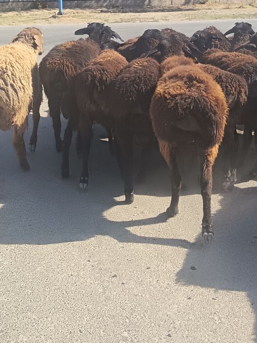 Прадам токты қошқар 26 бас