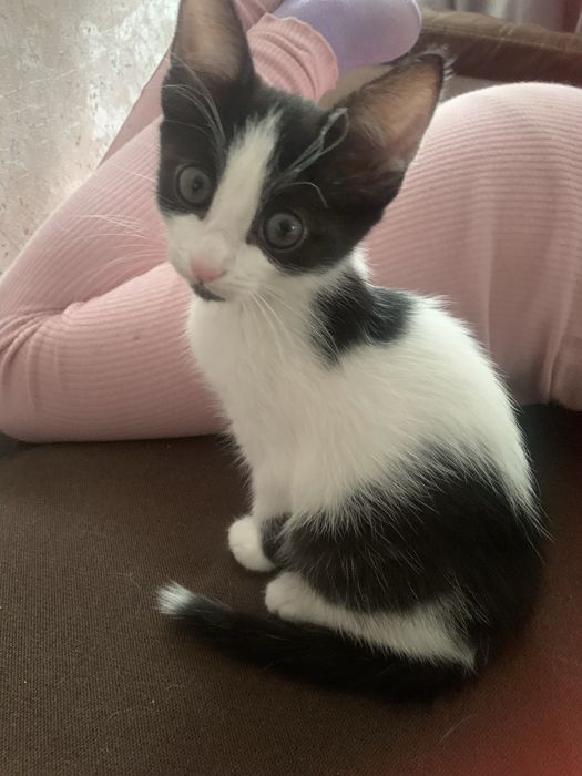Отдам котенка девочку в добрые руки