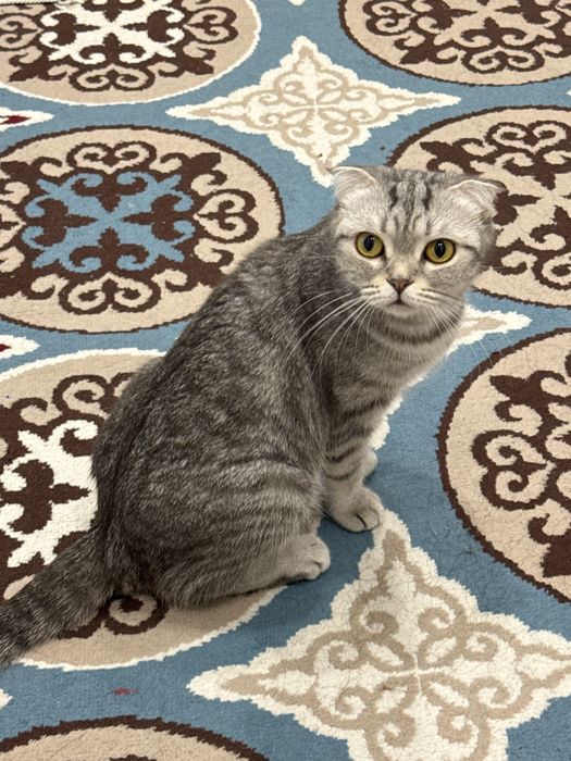 Кошка шотландская вислоухая