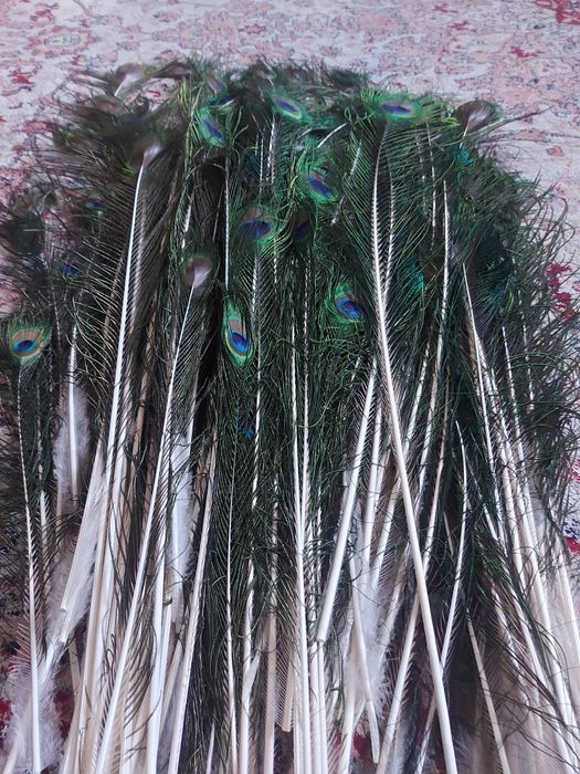 Перья павлинов продам