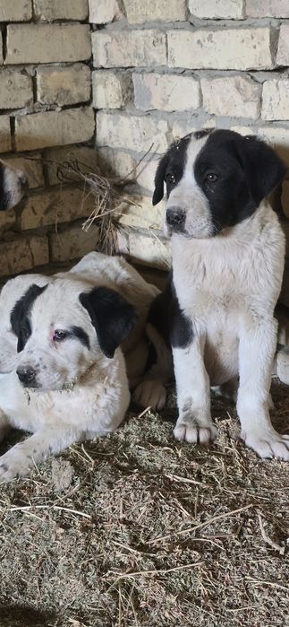 Alabay bolalari sotiladi