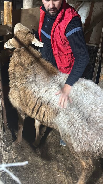 Arashan qo’chqor sotiladi