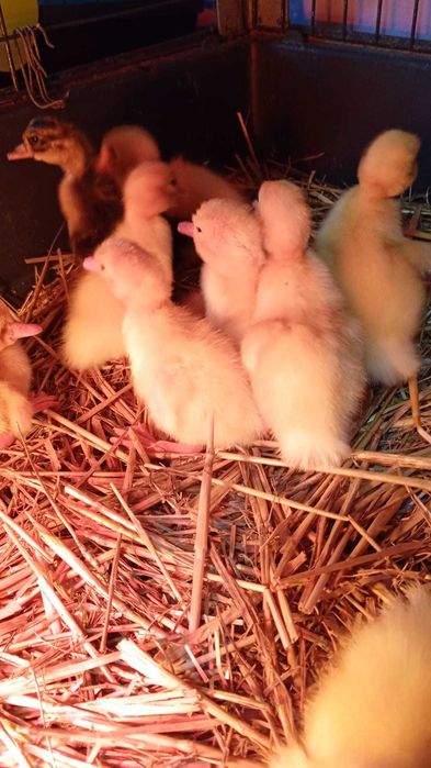 Vand boboci de rata romanesti