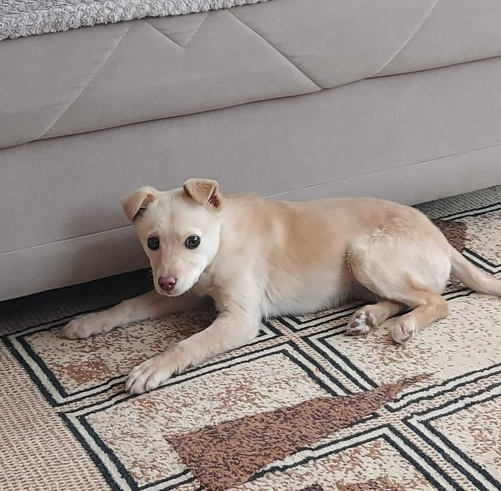 ОТДАДИМ в хорошие руки