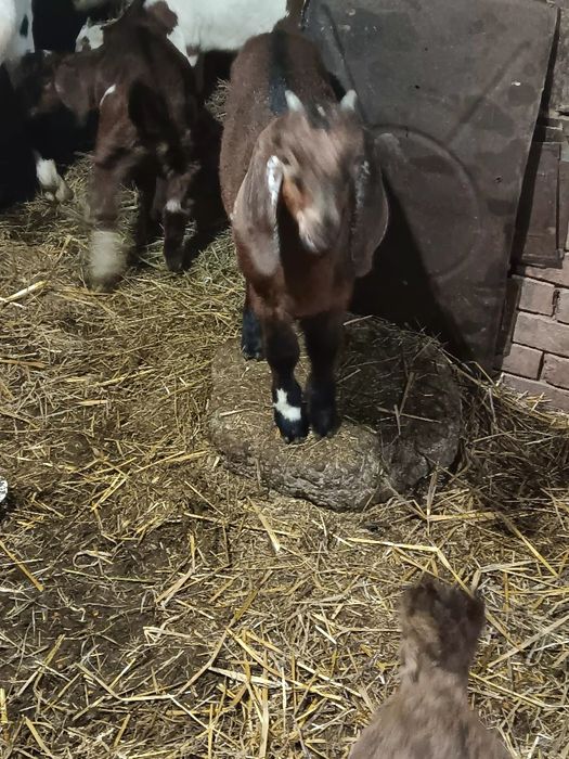 Iezi masculi de rasă anglonubian.