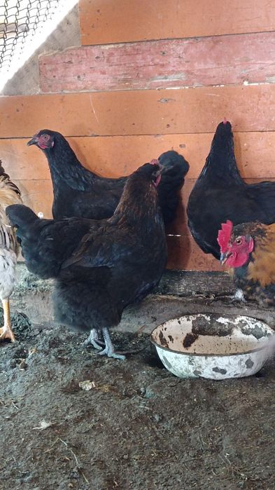 Тез арада сатылады