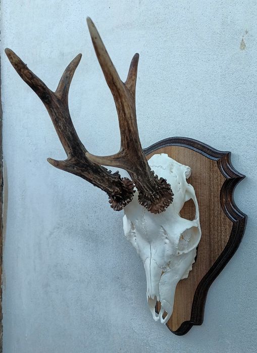 Трофей от сръндак.Рога