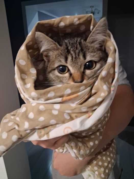 Отдам котенка в добрые руки !