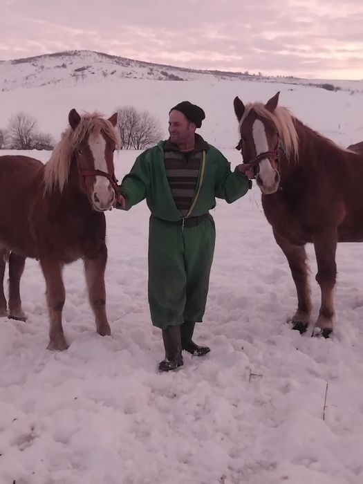 De vânzare  iapă de vânzare