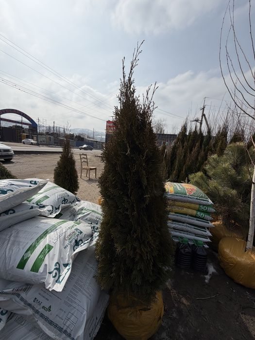 Туя Смарагд. Туя Пирамидальный