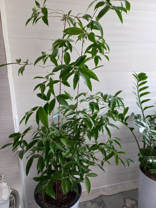 Цветок Драцена Суркулоза