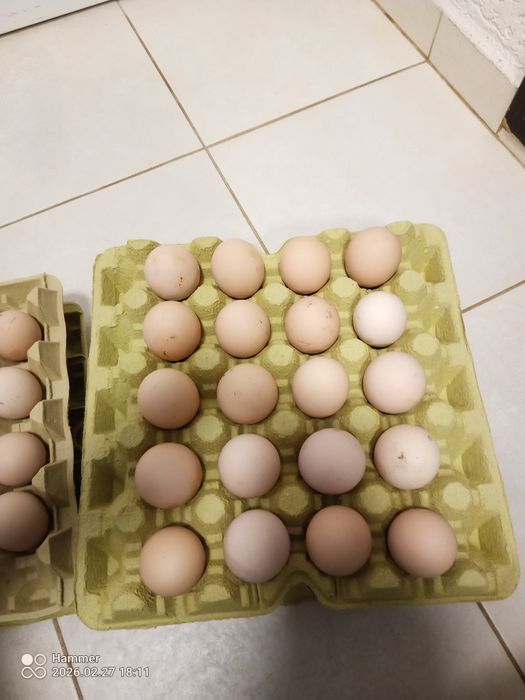 Оплодени яйца от катунки