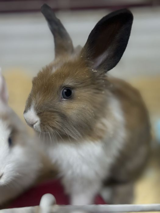 Кролики декоративные