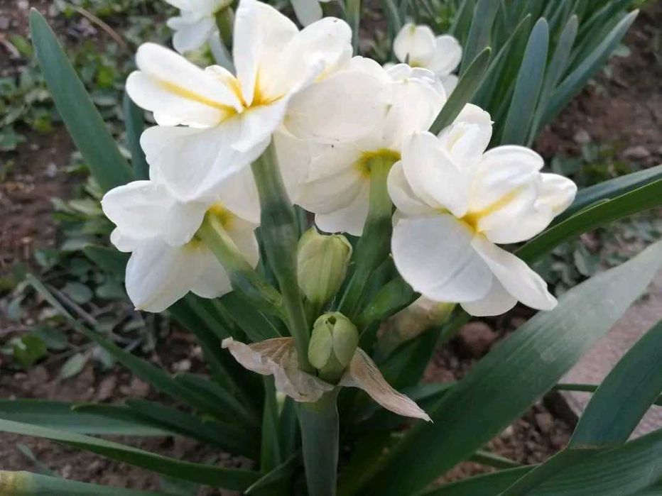 10 броя луковици