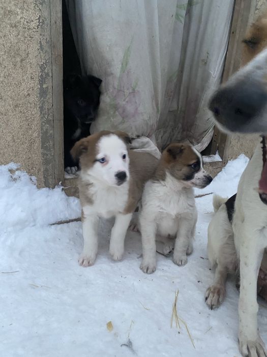 Отдам щенков в добрые руки.