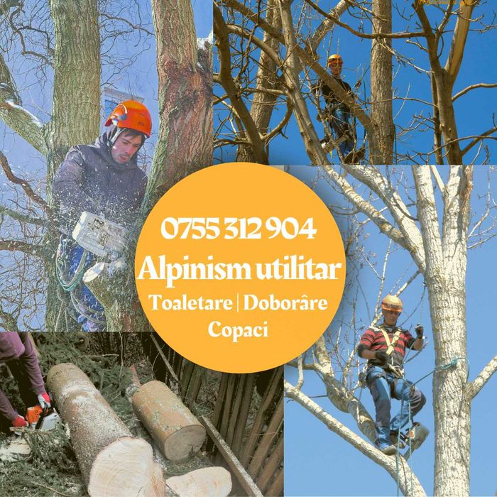 Toaletare arbori | Doborâre copaci