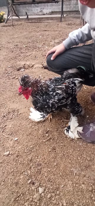 Япон хўрози сотаман.