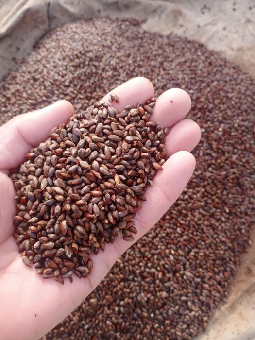 Sifatli archa koʻchatlari