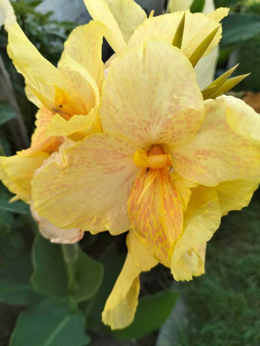 Vând rizomi canna indica
