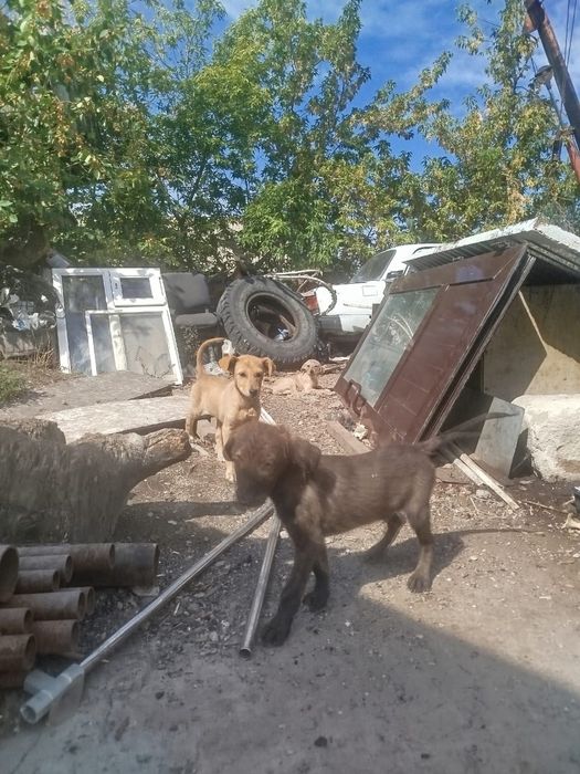 Очень смешленые, отдам даром