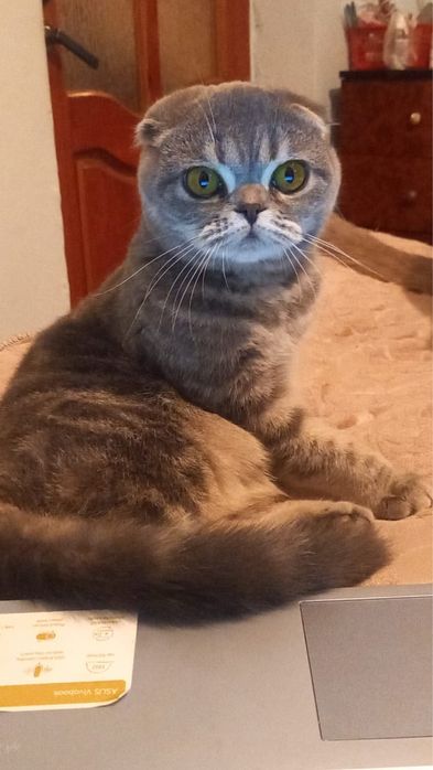 Котята вислоухие