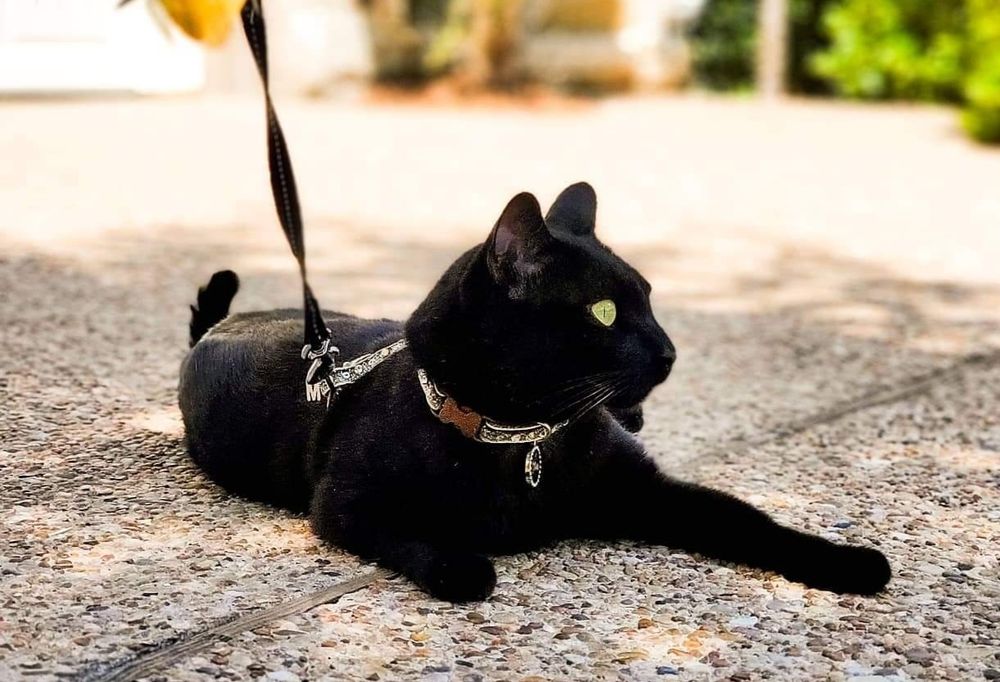 Эксклюзив. Чаузи f3 чёрные