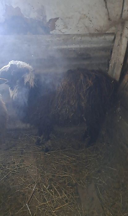 Продам 2 Овец на мясо