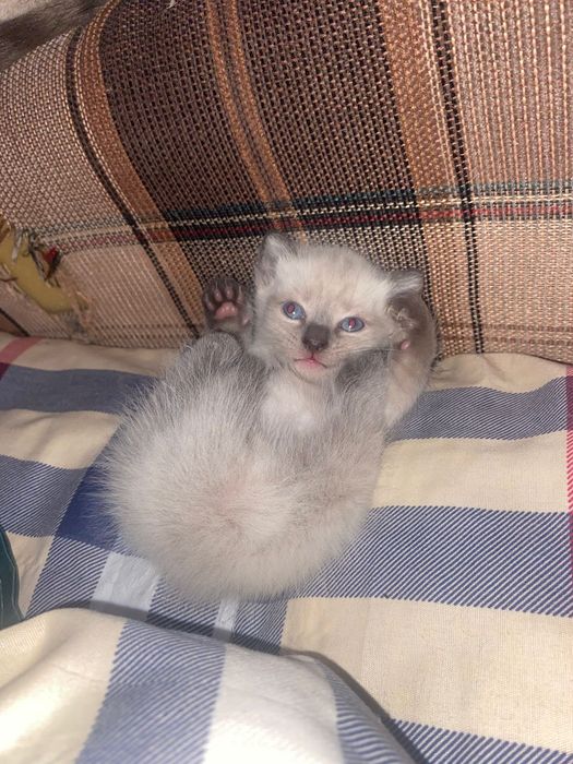 Отдам в хорошие руки