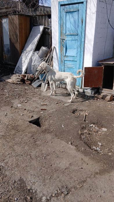 Ит күшік тазы породасы